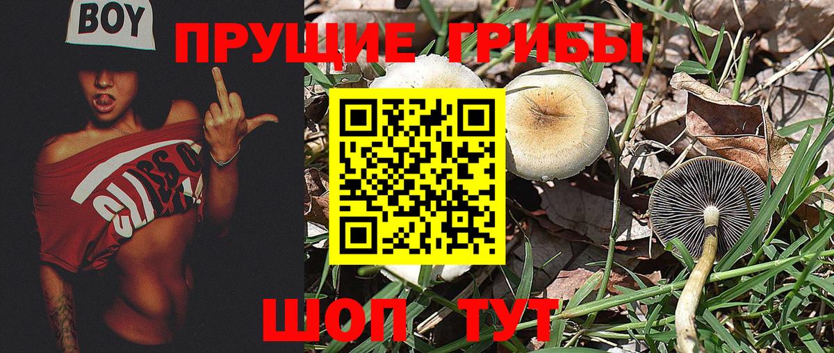 Галлюциногенные грибы Psilocybe  Вход с VPN  купить закладку  Владикавказ 